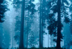 boedmerenurwald